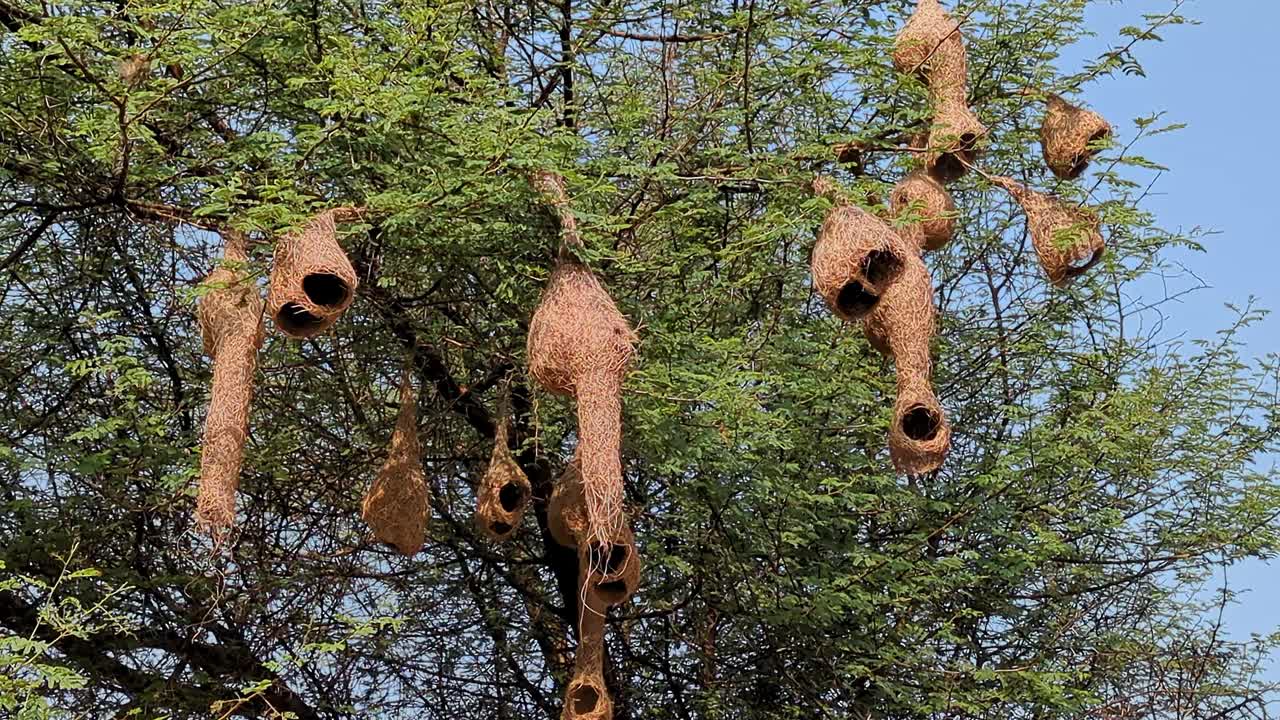 亚洲巴叶织女或菲律宾plocus菲律宾的巢穴高高挂在多刺的树枝上视频下载