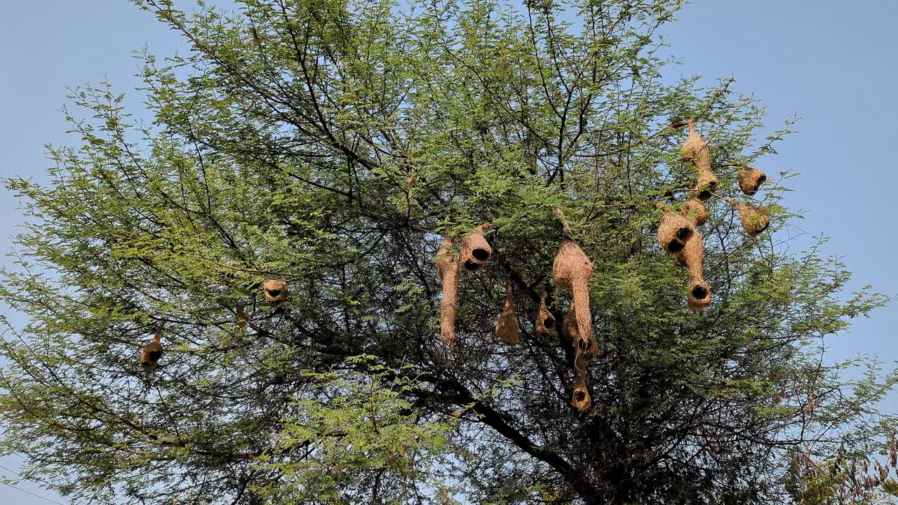 亚洲巴叶织女或菲律宾plocus菲律宾的巢穴高高挂在多刺的树枝上视频下载