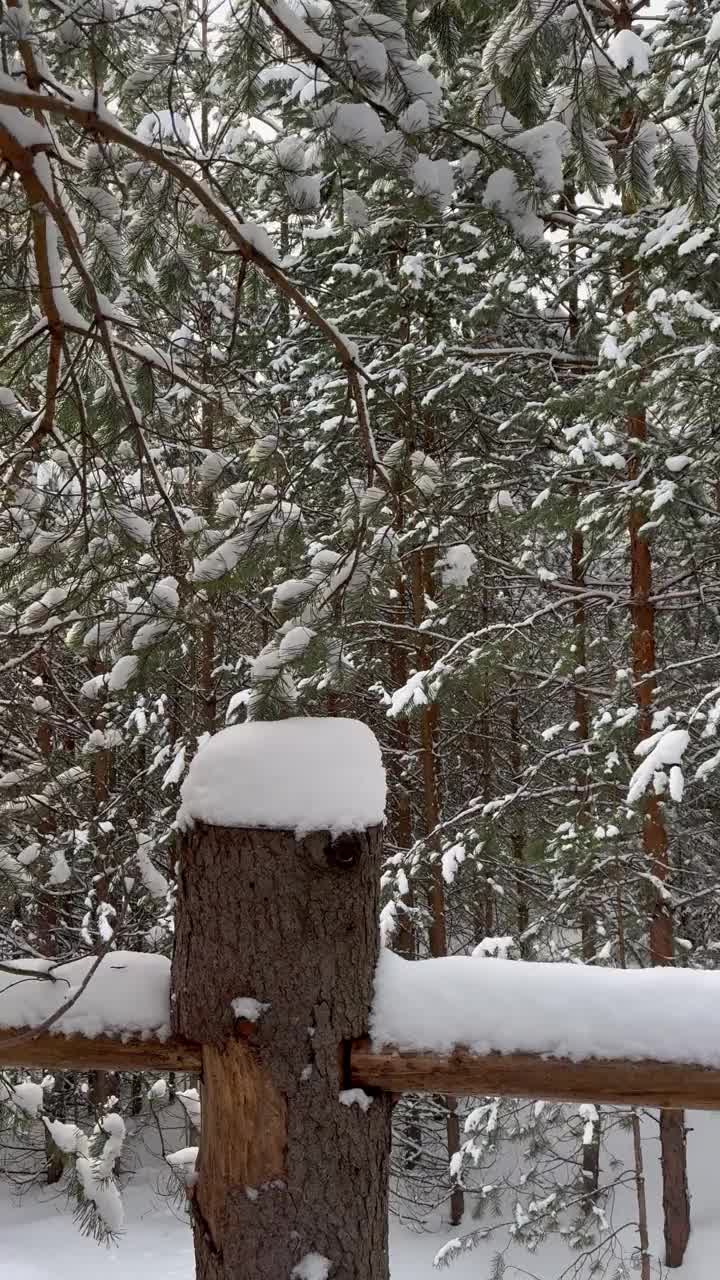 冬天的低语:降雪魔法在松树森林4K, 60帧/秒视频下载