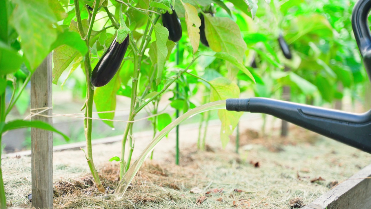 生长中的茄子用花园喷壶浇水，照顾一个小的家庭花园视频素材