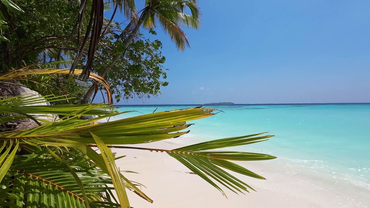 低角度的热带海滩，棕榈树和清澈的绿松石海洋视频下载