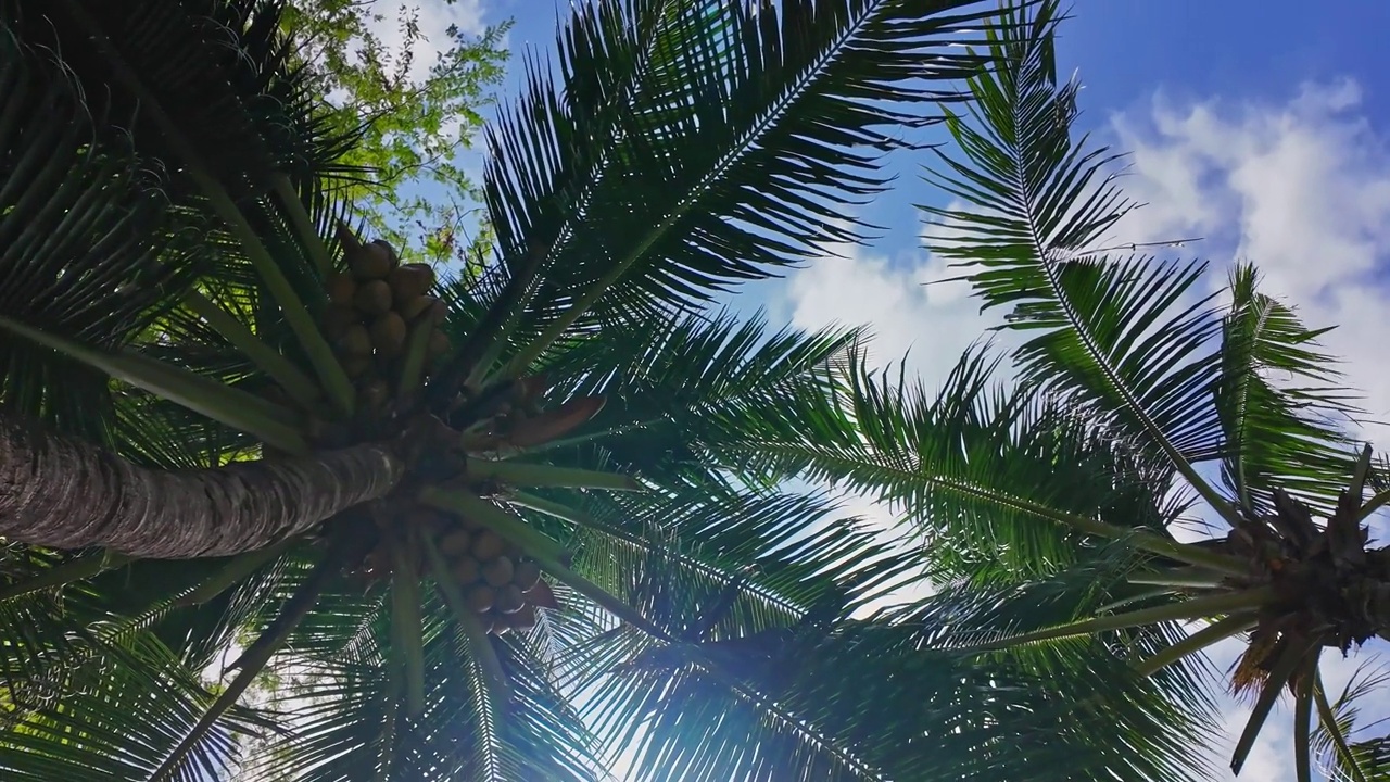 棕榈树的低角度视图视频下载