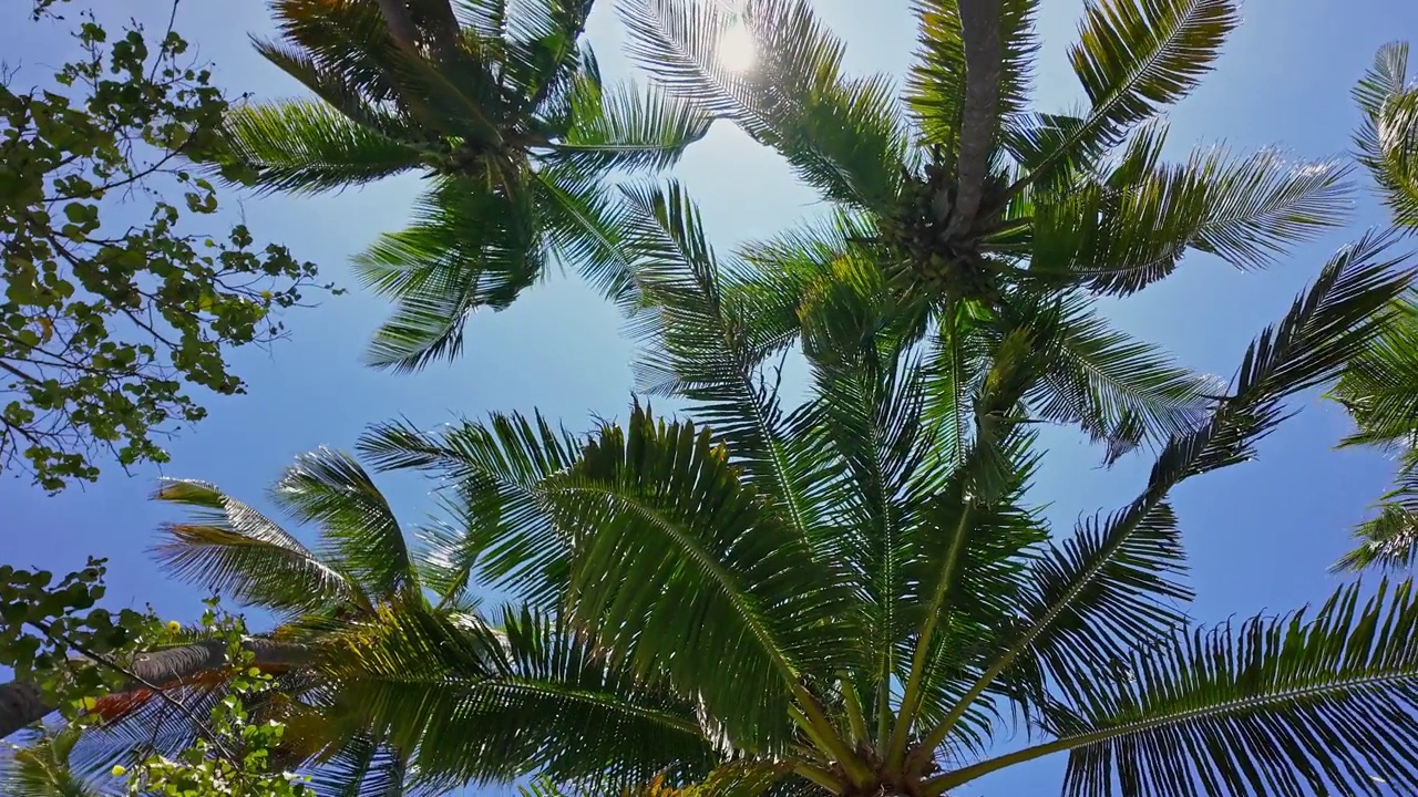 棕榈树的低角度视图视频下载