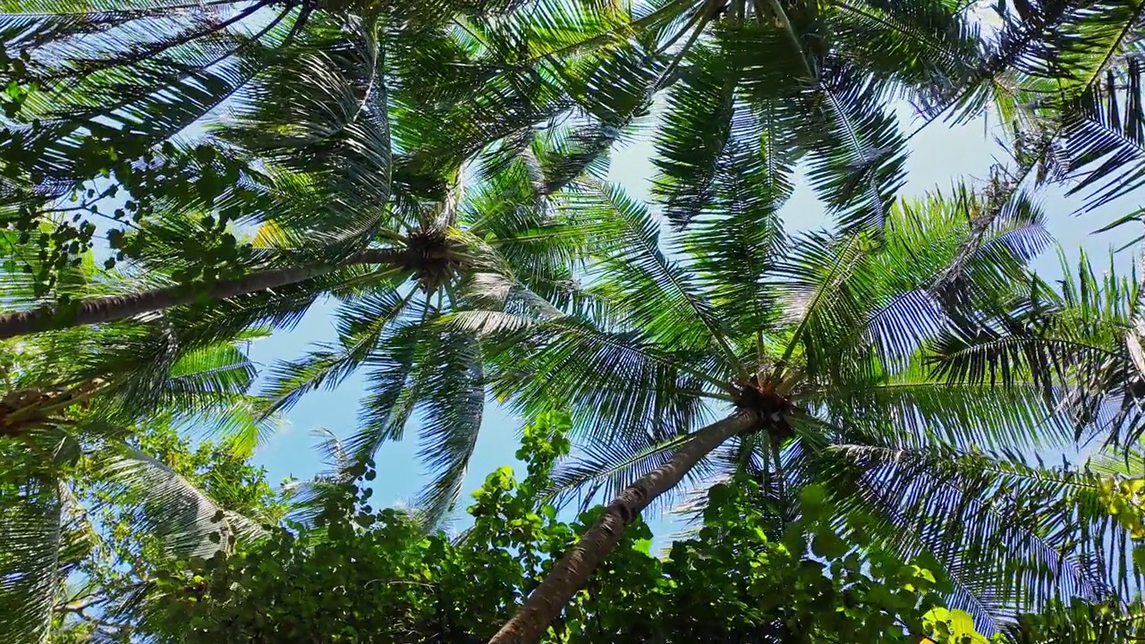 棕榈树的低角度视图视频素材