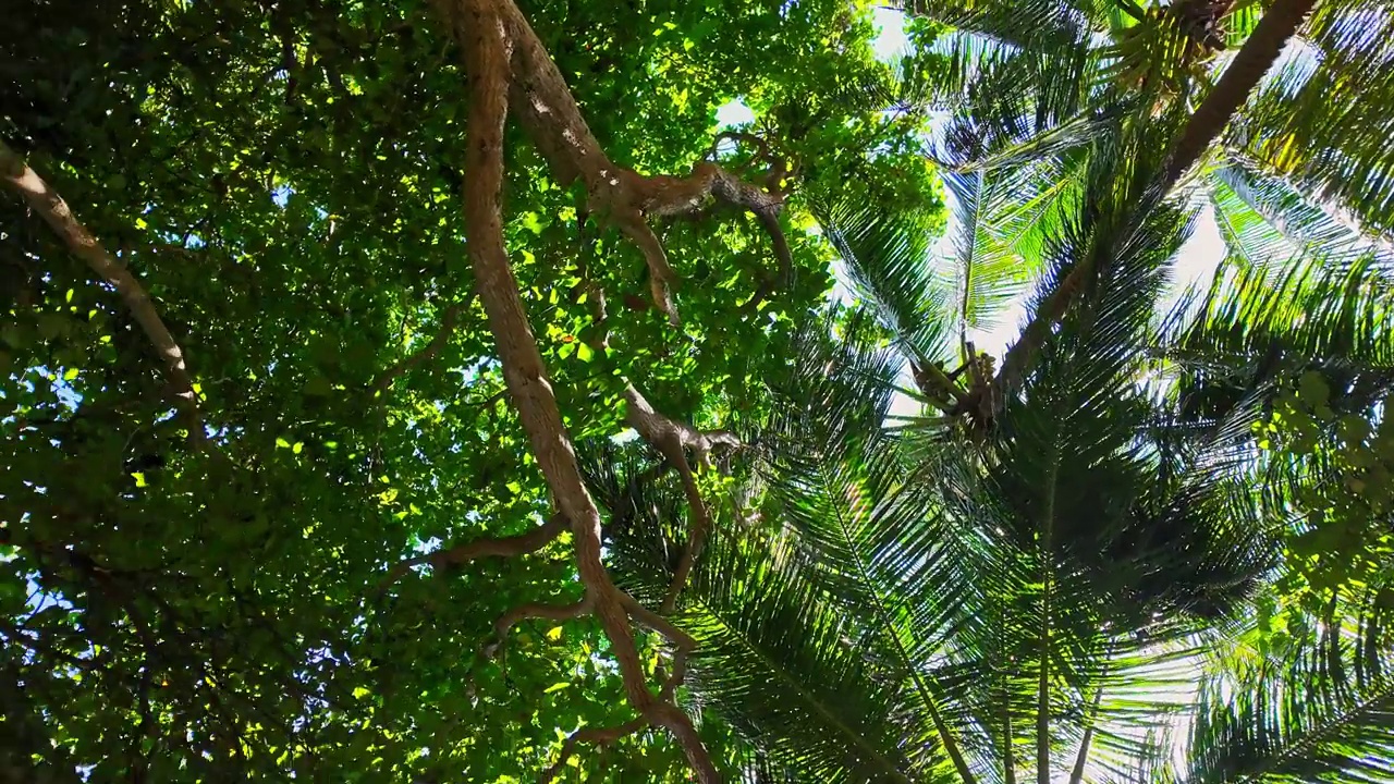 棕榈树的低角度视图视频素材