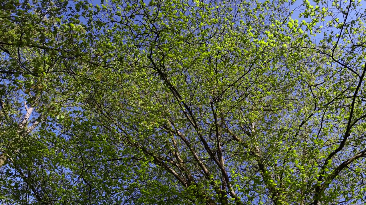 春季混交林中的落叶乔木视频素材