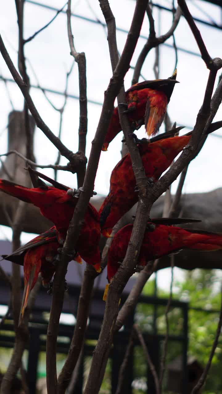 美丽的鹦鹉，在树枝上晒太阳。视频下载