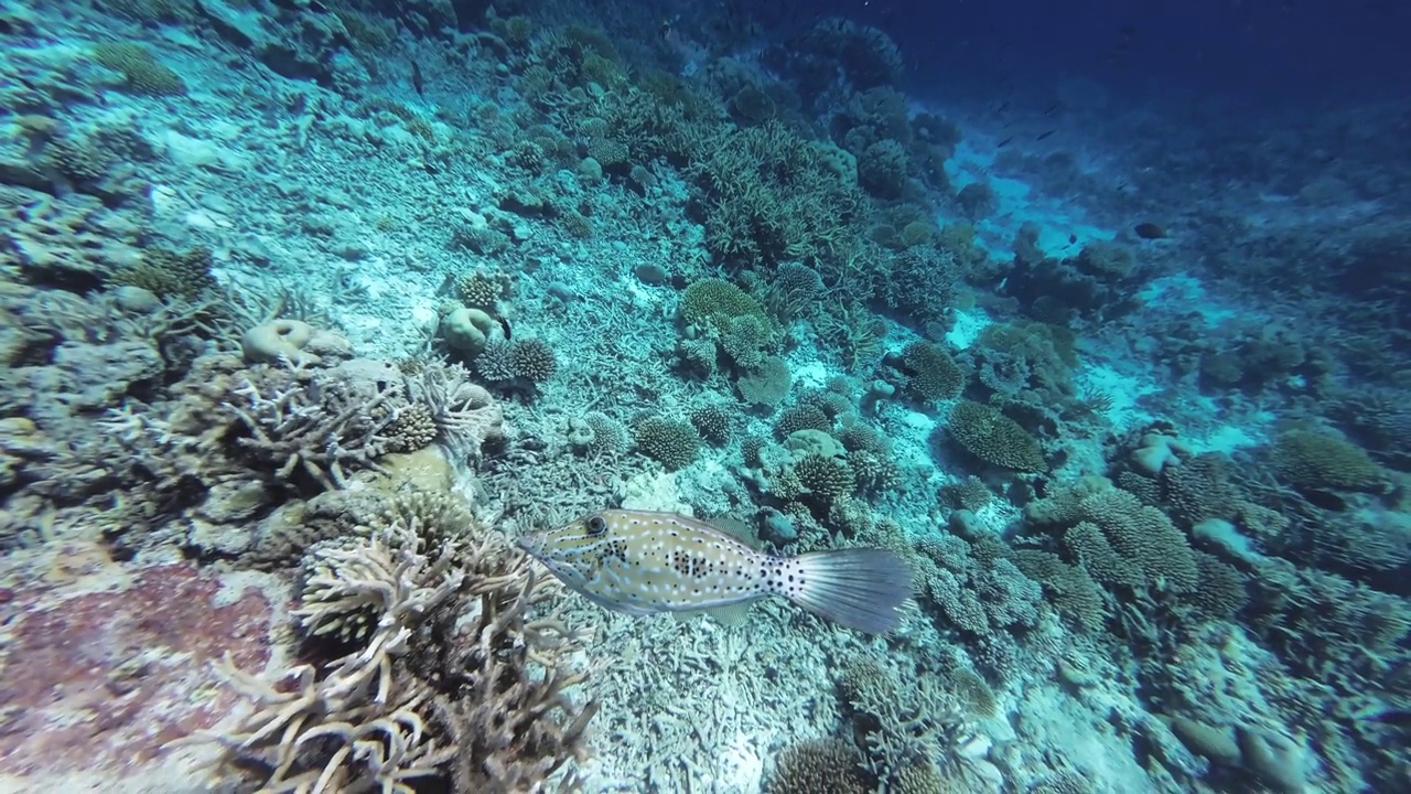 在珊瑚周围游来游去的斑纹鱼视频下载