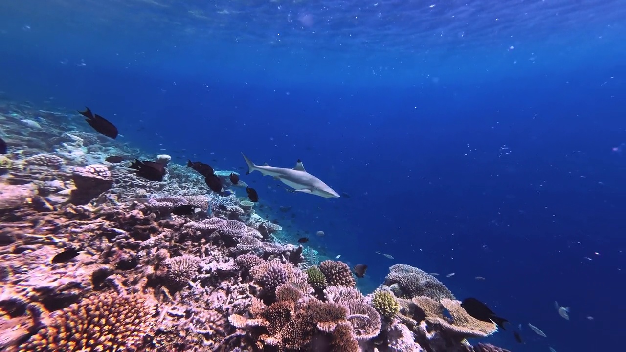 黑鳍礁鲨游过珊瑚礁视频下载