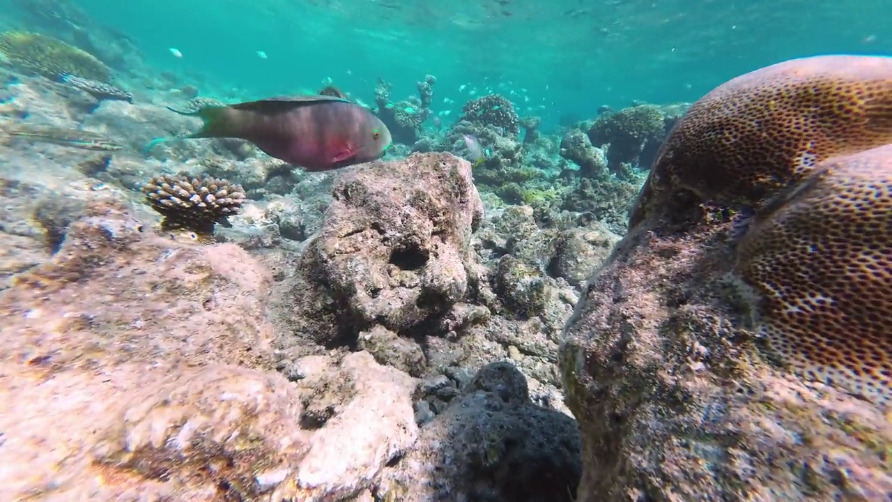 游过珊瑚礁的羊头鹦嘴鱼视频下载