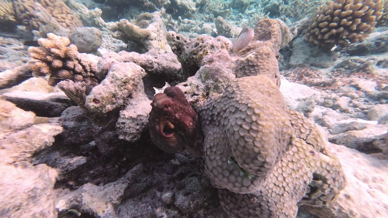 藏在珊瑚礁后面的普通礁章鱼视频下载