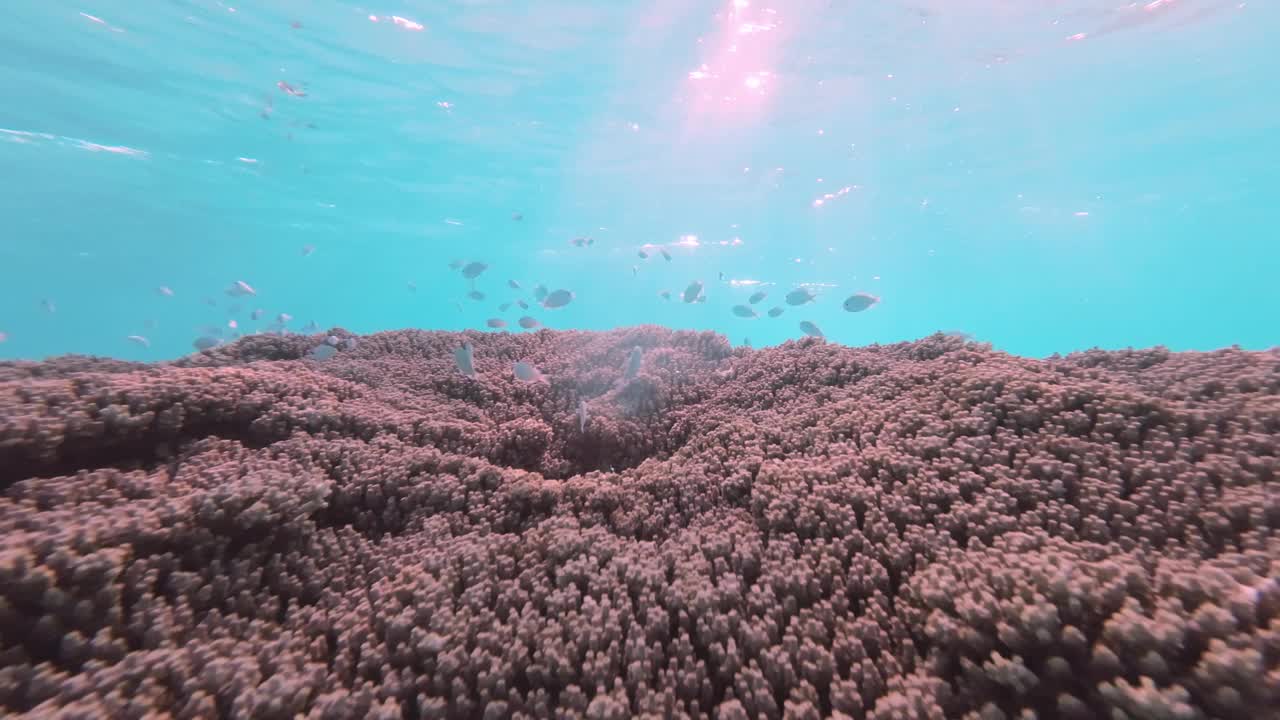 在珊瑚周围游动的小型热带鱼群视频下载
