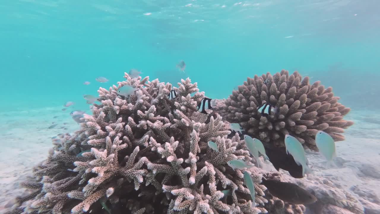 在珊瑚周围游动的小型热带鱼群视频下载