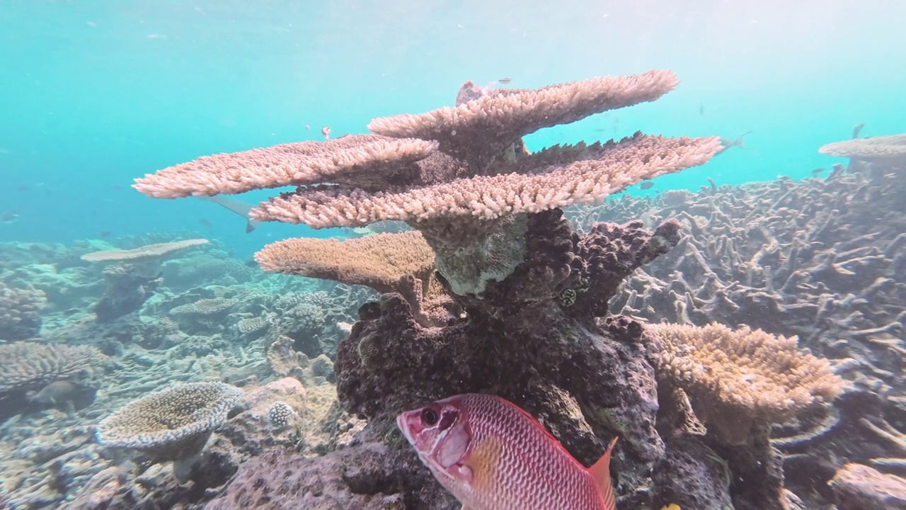 黑鳍礁鲨游过珊瑚礁视频下载