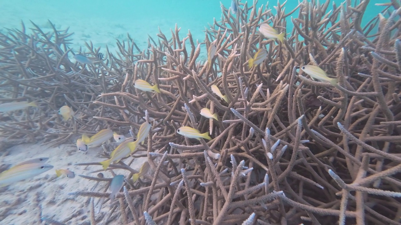 在珊瑚周围游动的普通蓝鲷视频下载