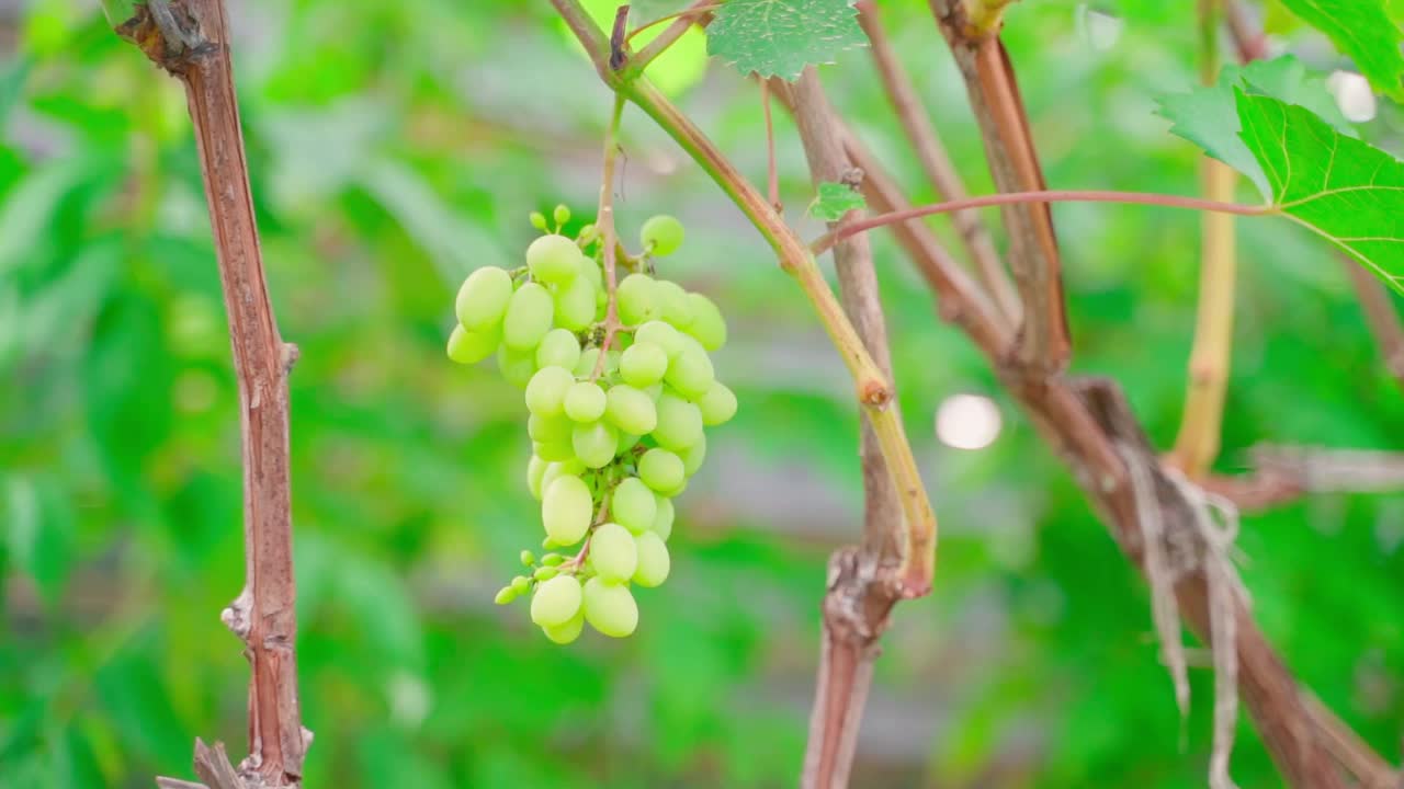 一小束生长在葡萄藤上的黄绿色葡萄，在模糊的背景下特写。平滑相机视差视频素材