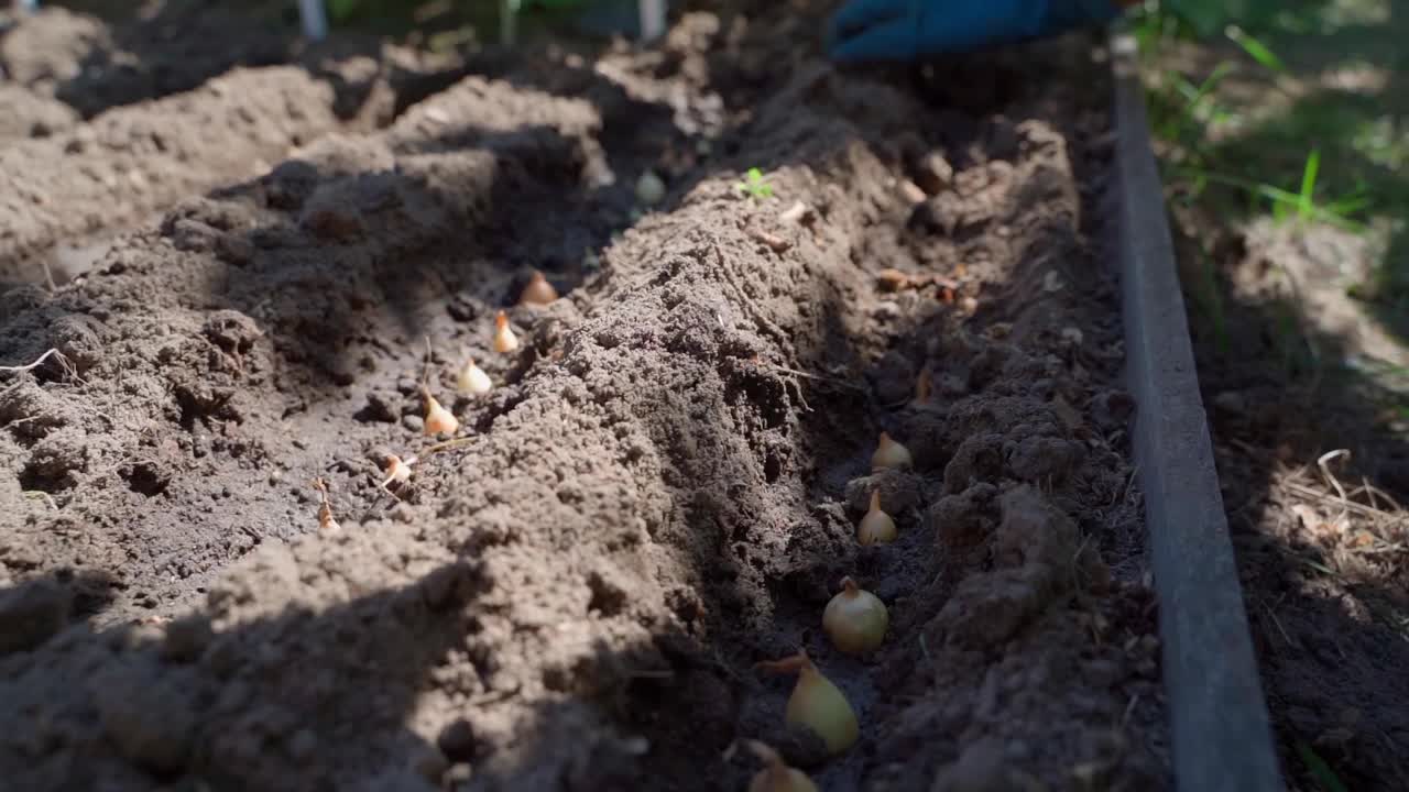 在花园土壤中种植洋葱的过程，特写。一个戴着橡胶手套的女人的手在新种植的小洋葱球茎上撒土视频素材