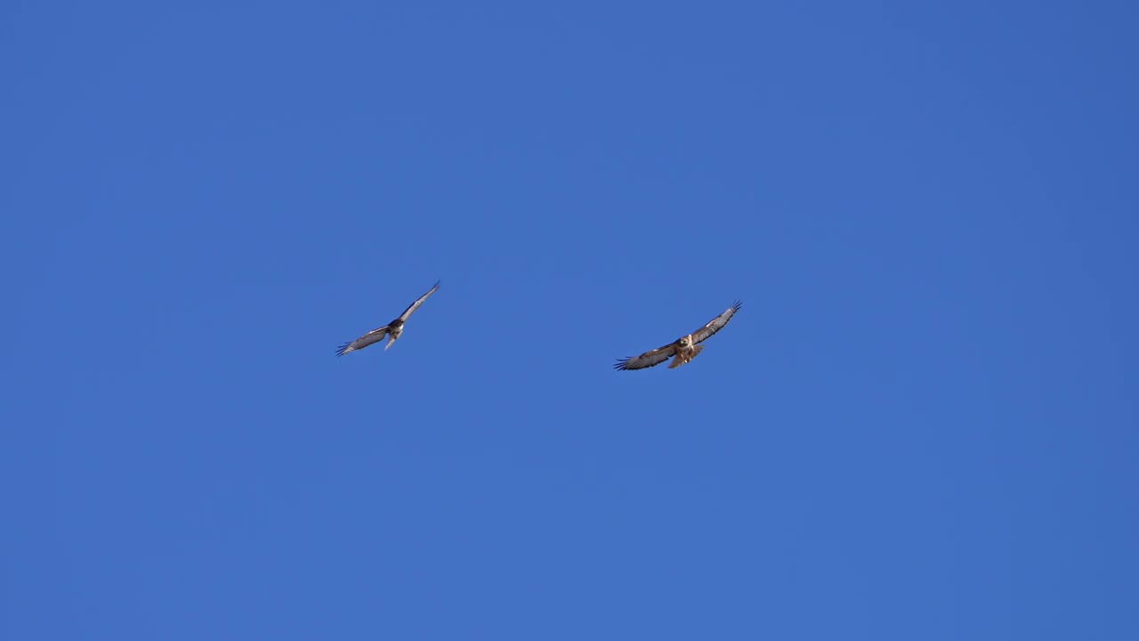 小红尾鹰和成年红尾鹰一起在蓝天中飞翔视频下载