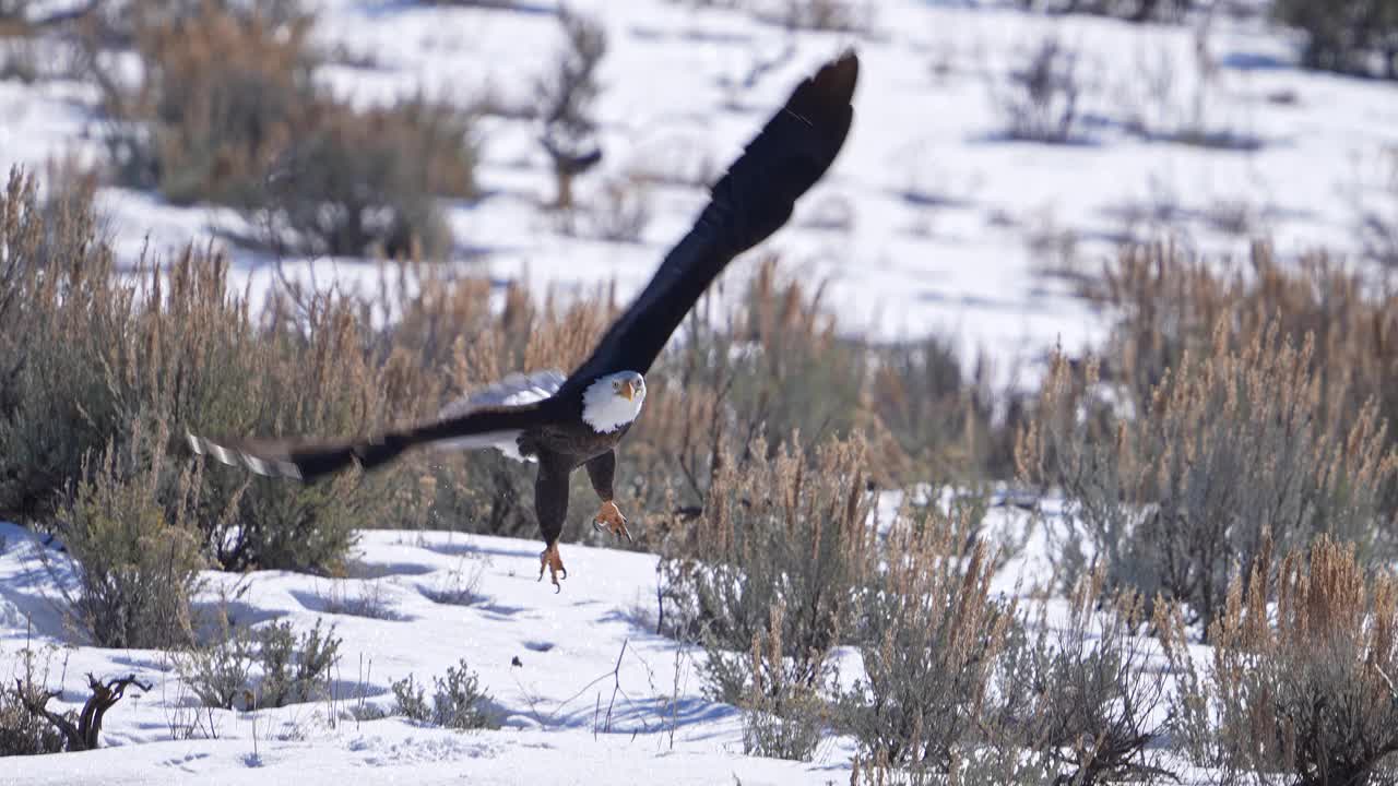 冬天在犹他州的雪地上低空飞行的秃鹰视频下载