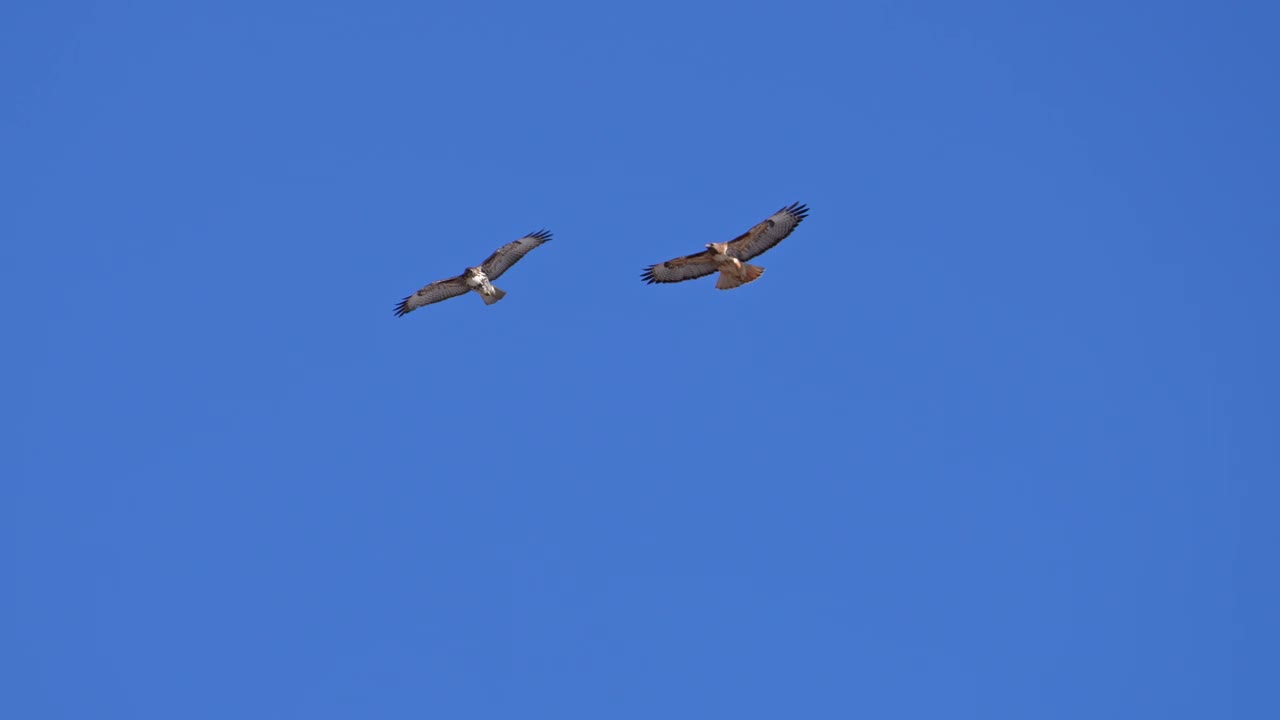 幼红尾鹰和成年红尾鹰一起在天空中飞翔视频下载