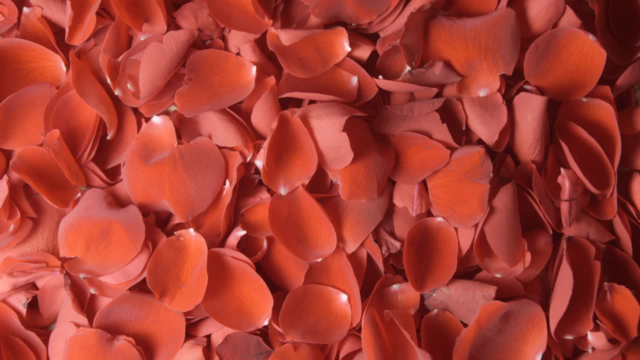 红玫瑰花瓣在4K工作室旋转，情人节背景视频下载