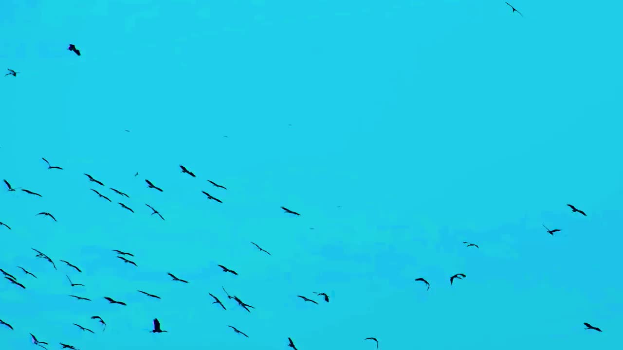 一群候鸟在深蓝色的背景上飞翔，滑左棕榈树视频下载