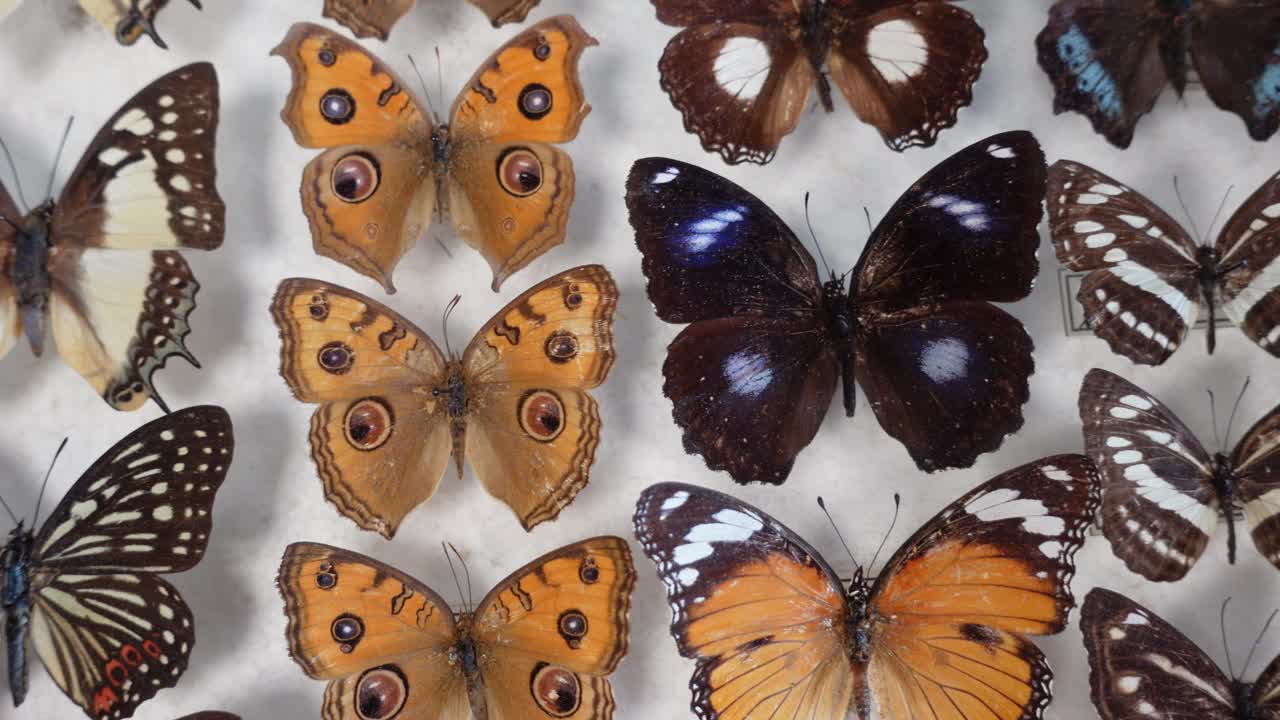蝴蝶收集。各种蝴蝶的收藏视频下载