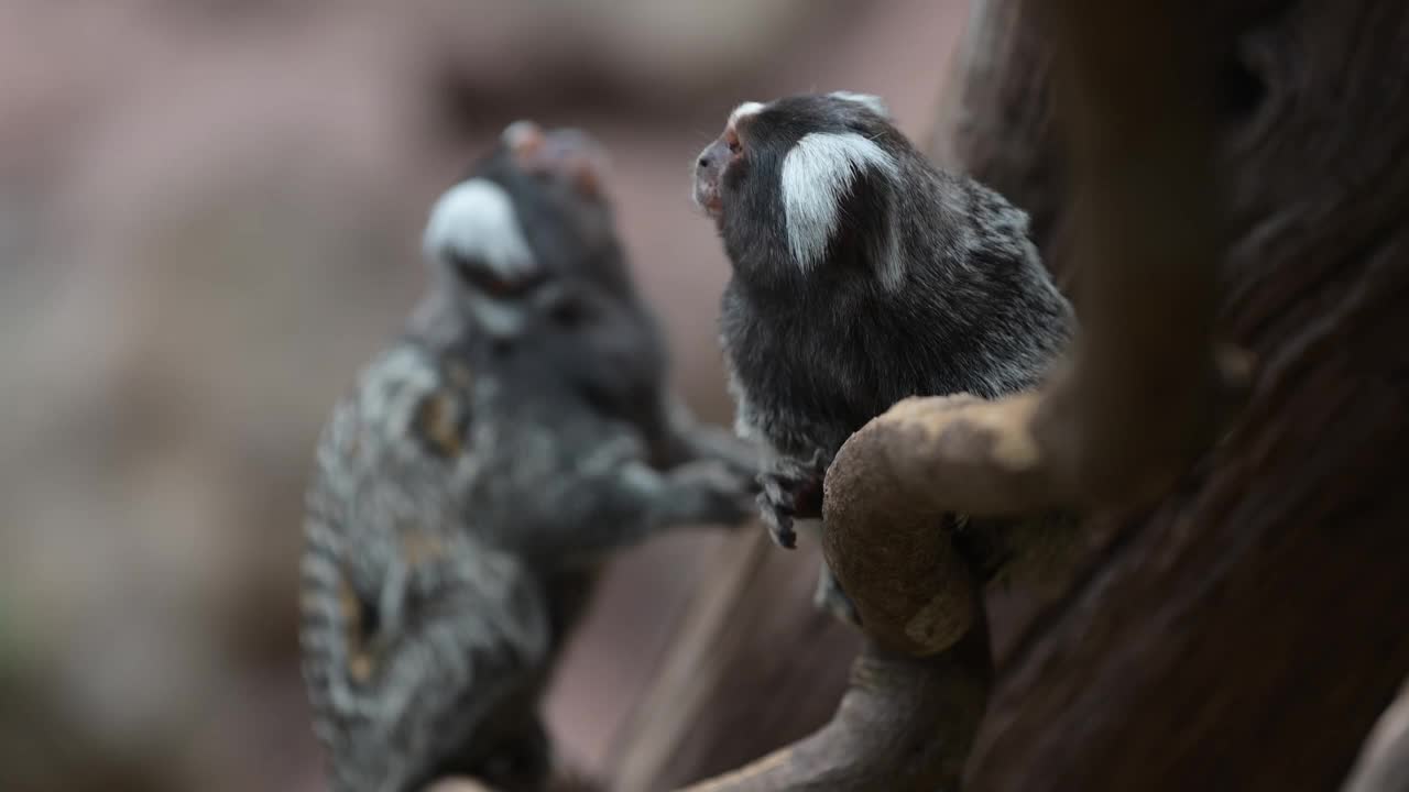 两只在南美洲丛林树枝上的普通狨猴视频下载