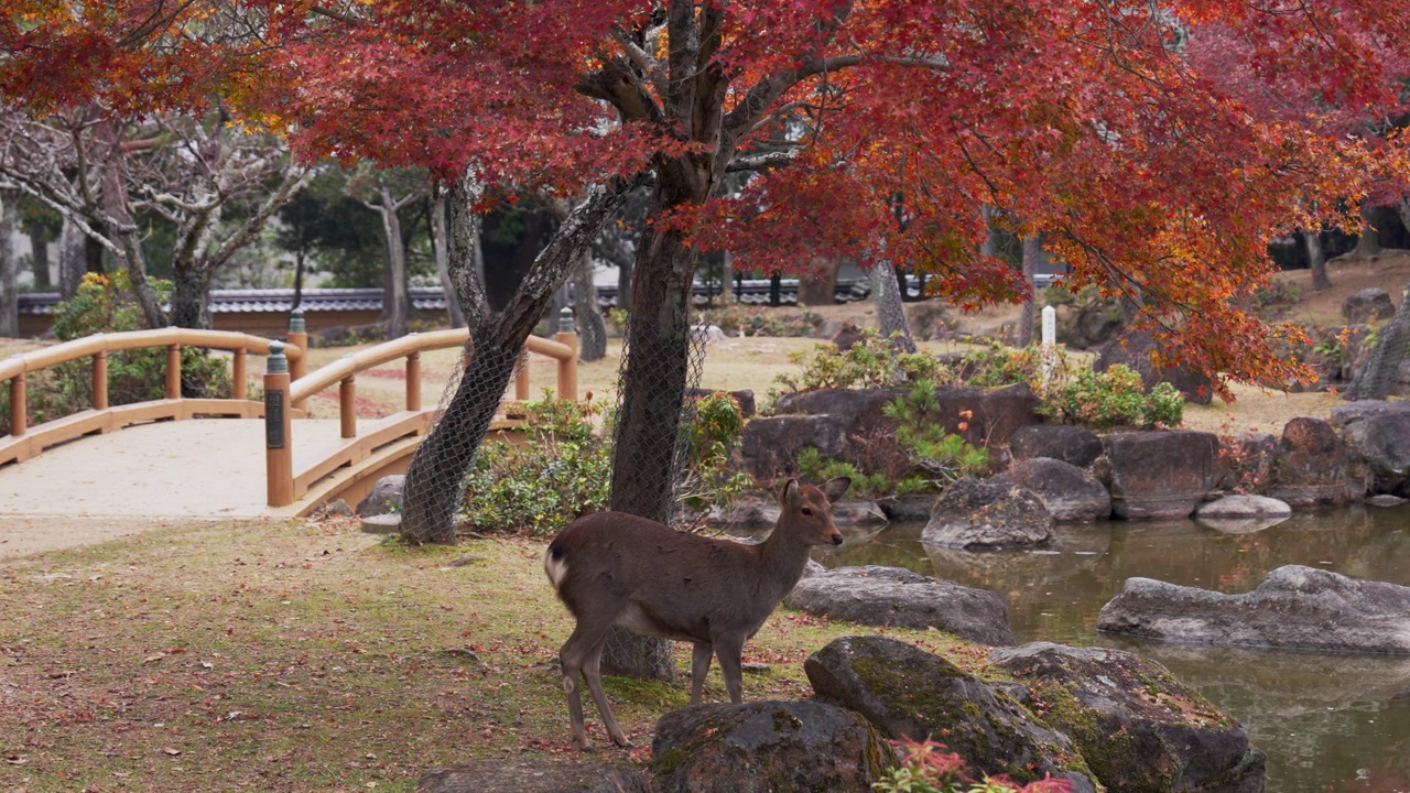 鹿静静地站在奈良公园里，背景是充满活力的秋叶和传统的桥梁视频下载