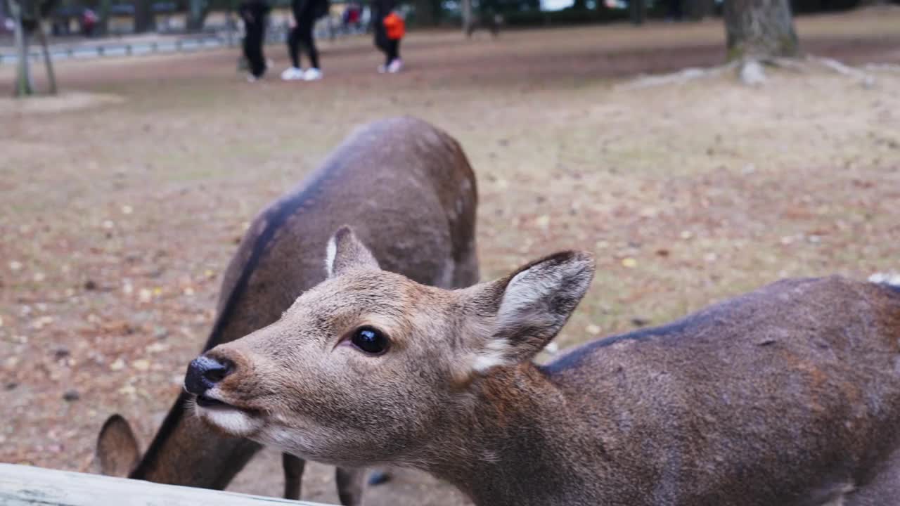 一只友好的鹿在奈良公园的特写，背景是其他人和游客，白天视频下载