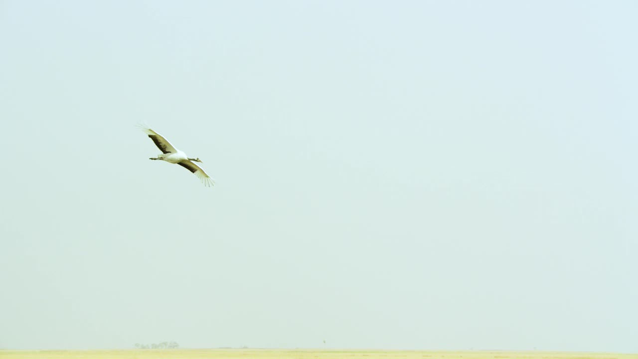 飞行中的单飞丹顶鹤。视频下载