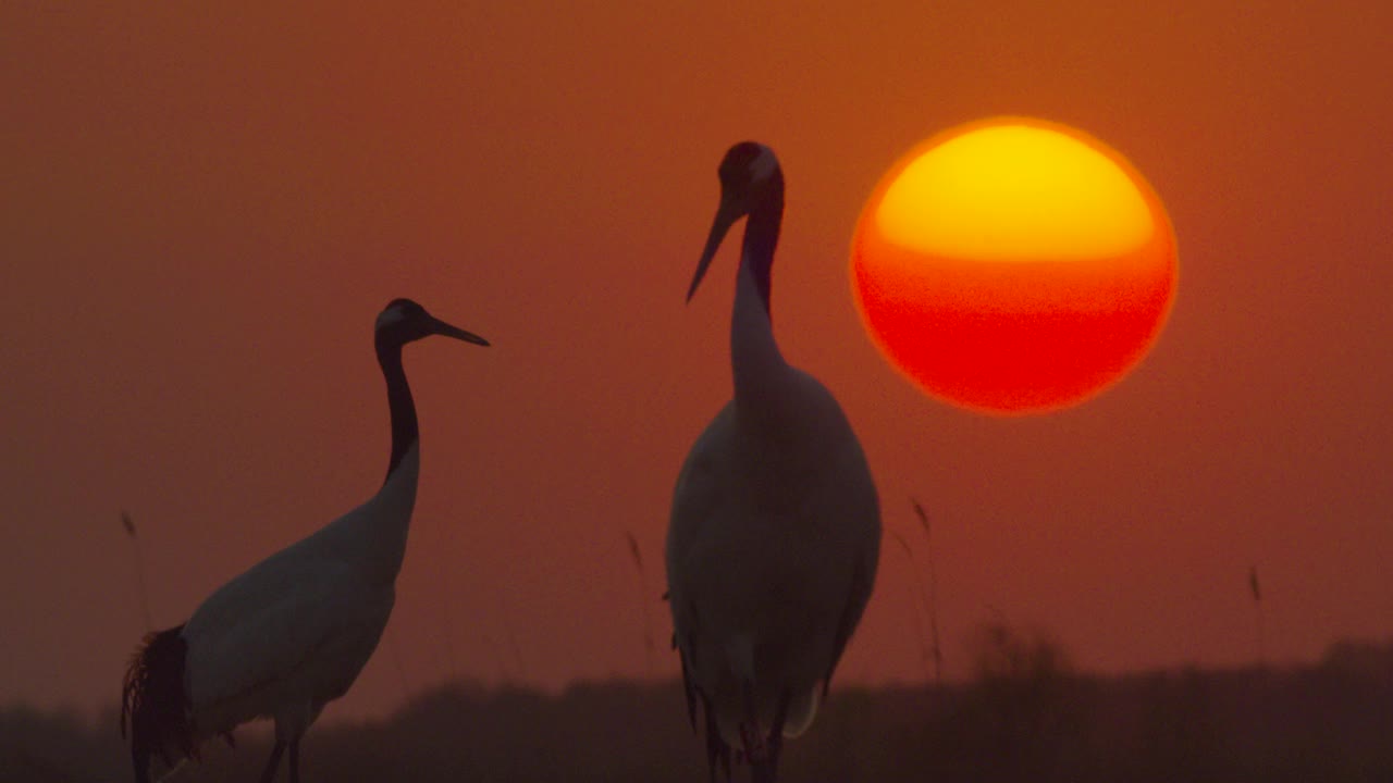 中国，日落时分的两只丹顶鹤。视频下载