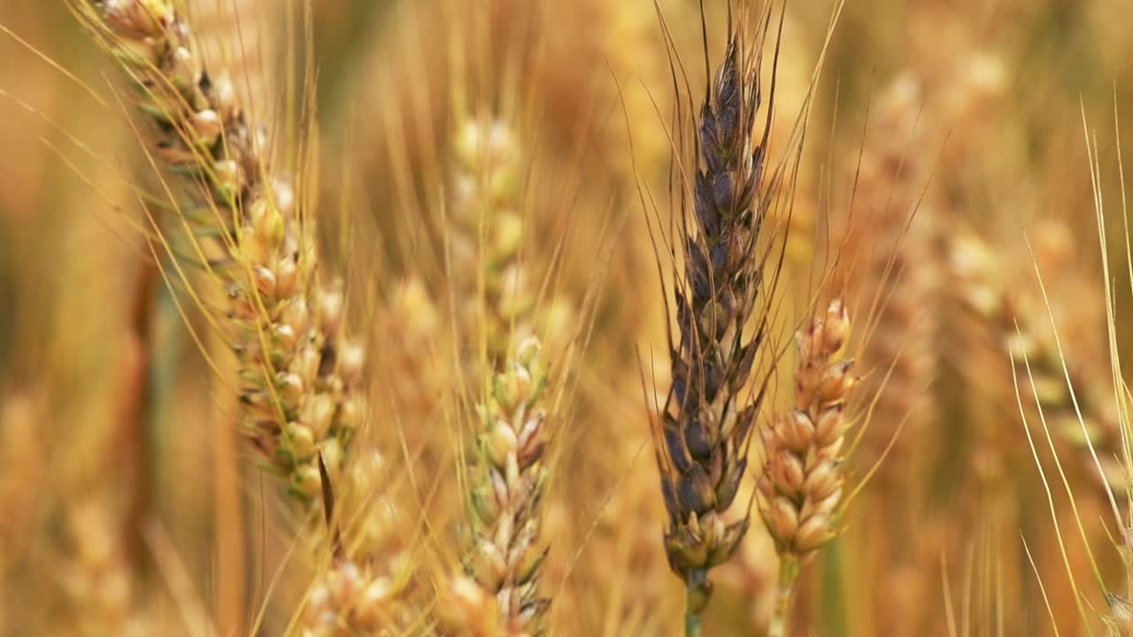 准备收割的成熟的普通小麦作物视频下载
