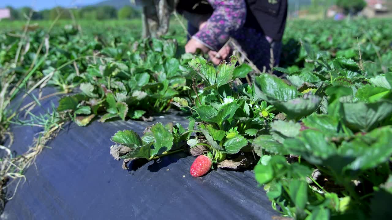 一名农妇正在采摘鲜红多汁的草莓。草莓丰收。视频下载