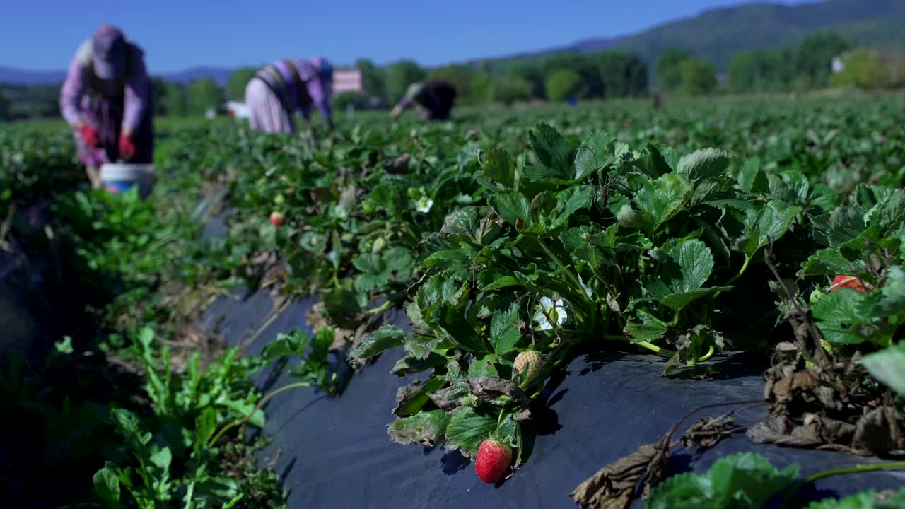 农妇们正在采摘鲜红多汁的草莓。草莓丰收。视频下载