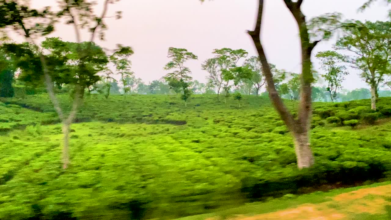 从火车上拍摄的孟加拉国丘陵乡村郁郁葱葱的茶园视频下载
