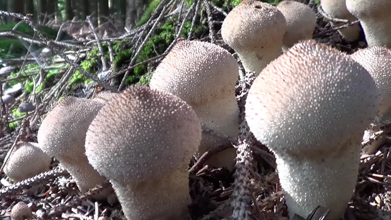 森林中的宝石镶球蘑菇视频下载