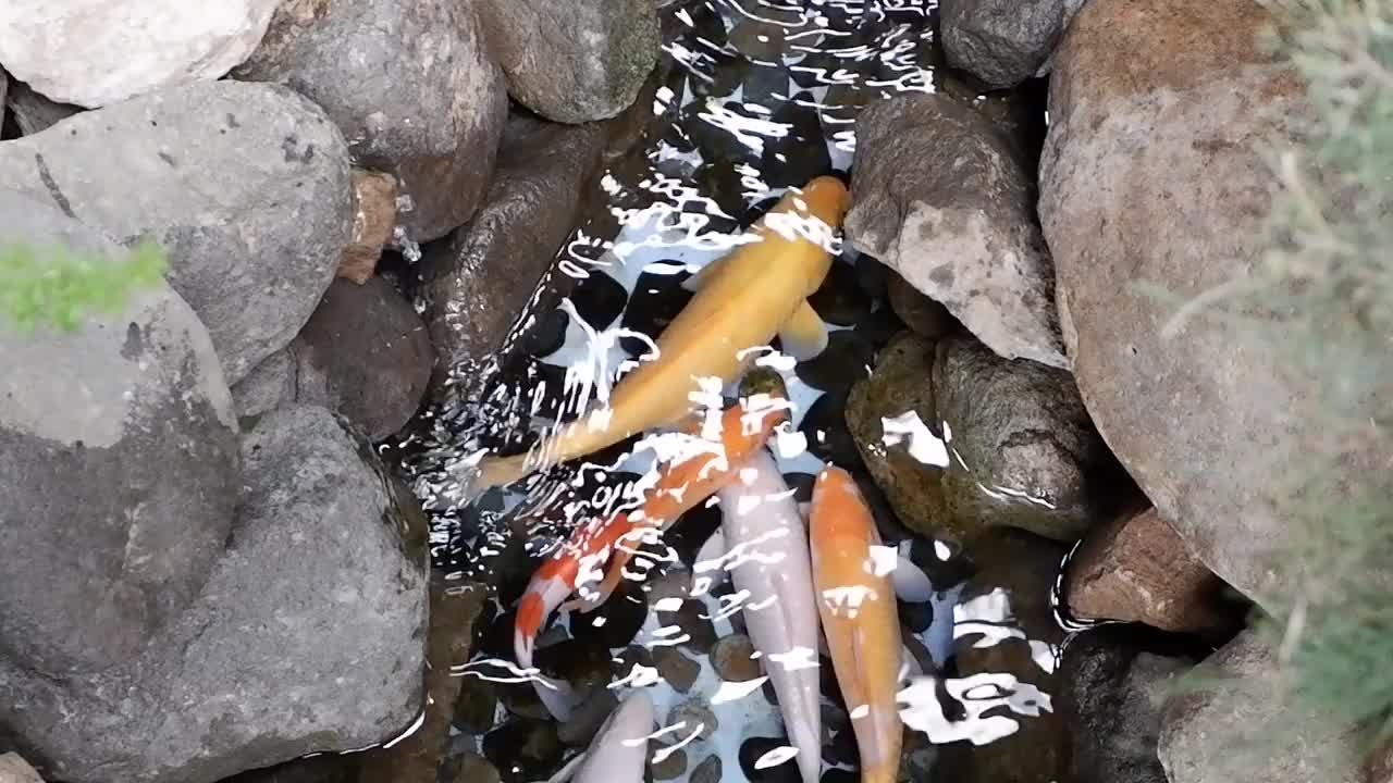 在池塘角落里游动的锦鲤选择性聚焦。视频下载