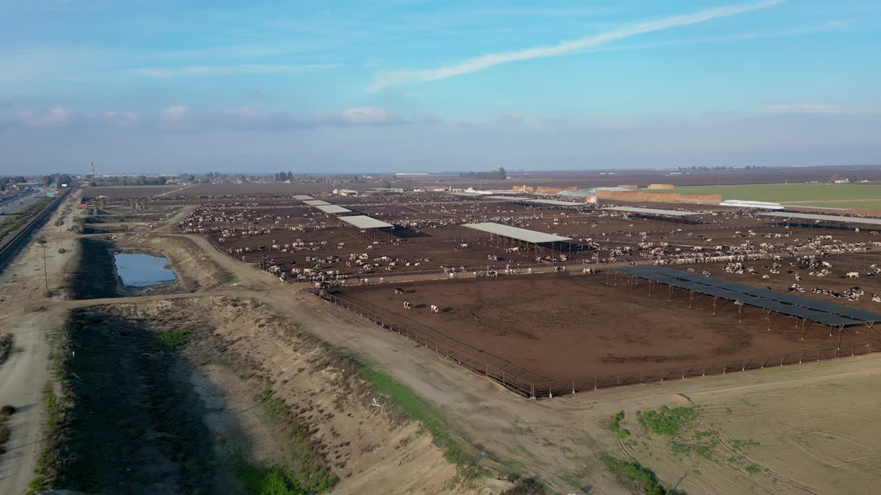 从上方俯瞰养牛场，鸟瞰饲养场的牛群视频下载