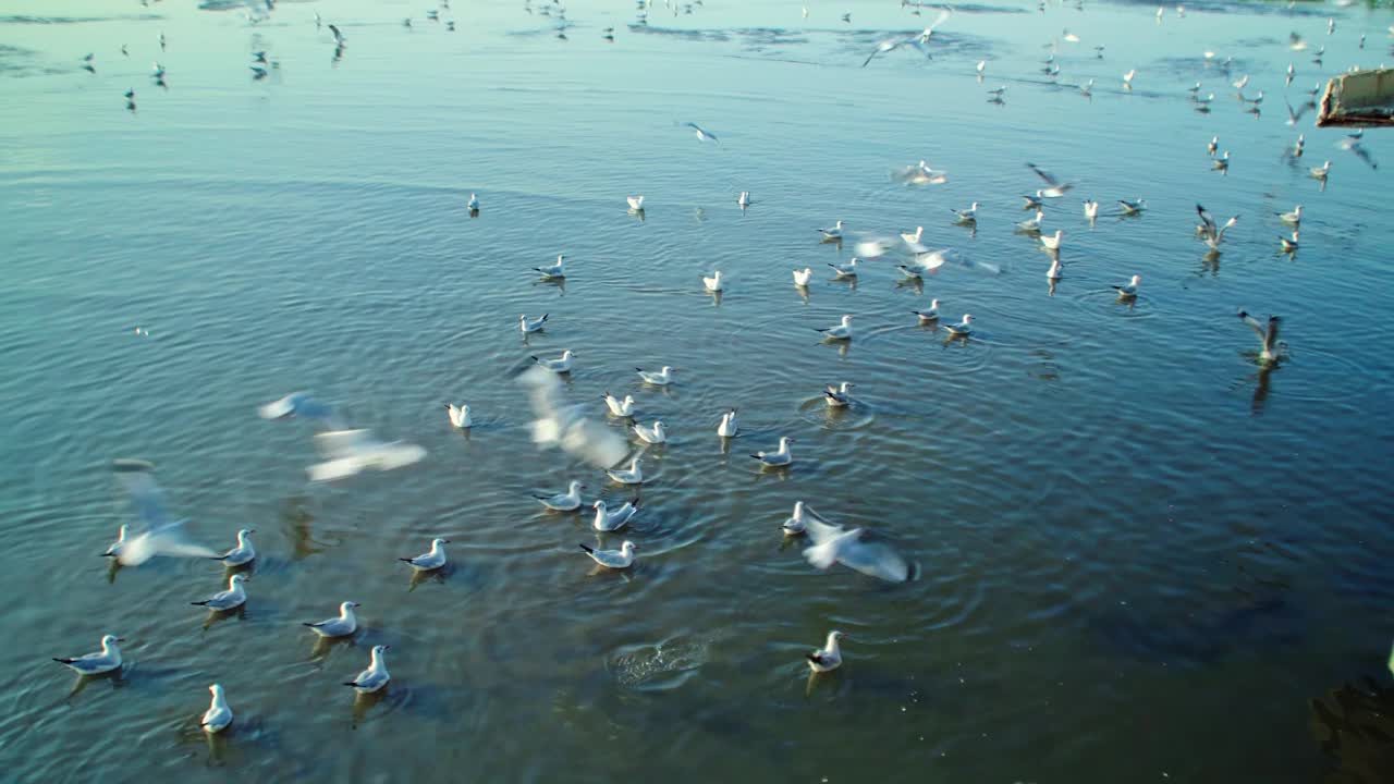 一群海鸥在海边的海岸线上飞过海岸视频素材
