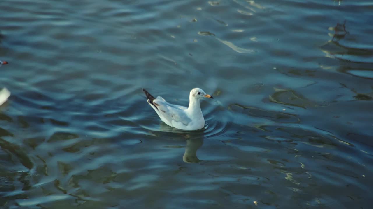 一群海鸥在海边的海岸线上飞过海岸视频素材