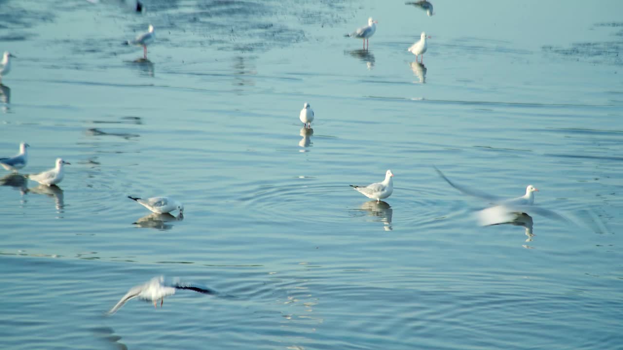 一群海鸥在海边的海岸线上飞过海岸视频下载