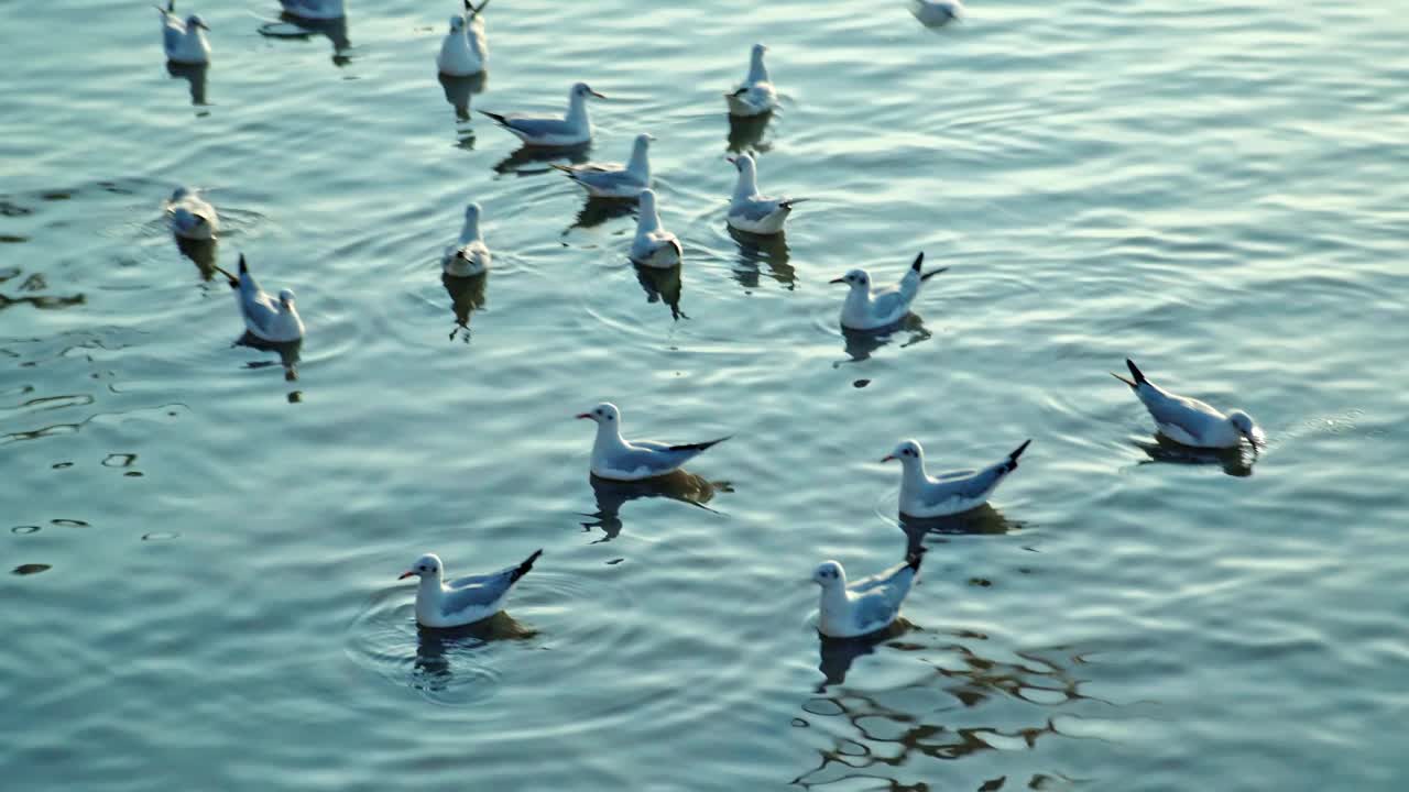 一群海鸥在海边的海岸线上飞过海岸视频下载