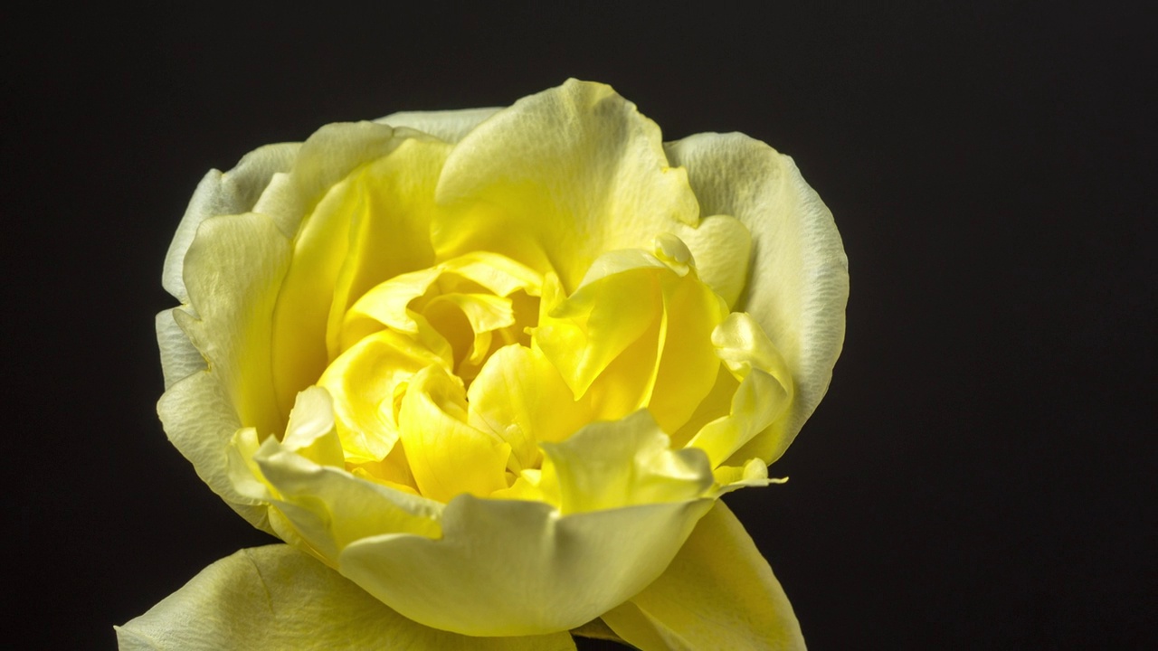 黄玫瑰花盛开和旋转在黑色背景的延时4k缩放视频。旋转-纺纱。视频下载