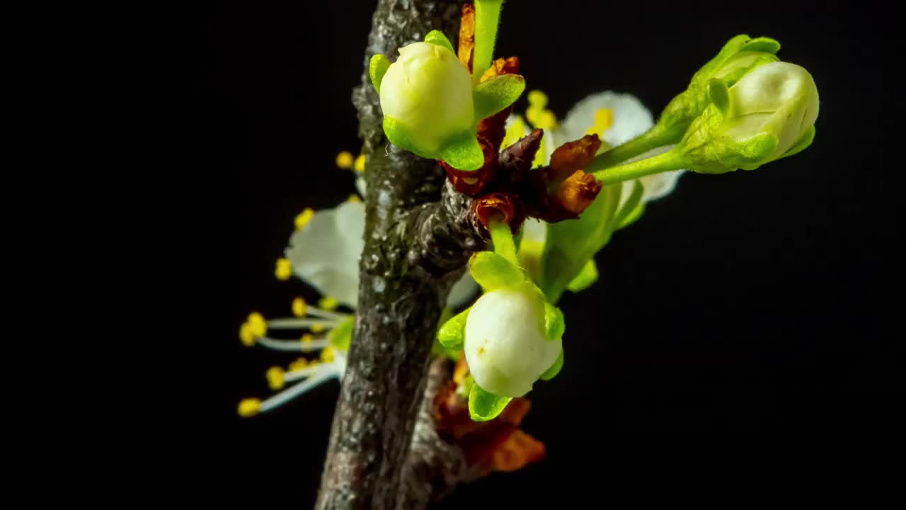 4k延时拍摄的梅树花朵绽放，缩小并在黑色背景上生长。盛开的小白李花。视频下载