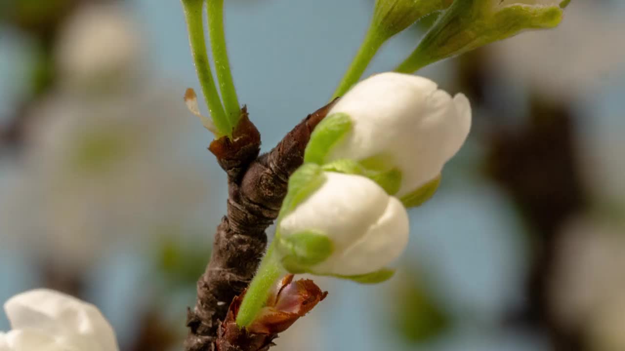 4k延时拍摄的梅树花朵绽放，缩小并在蓝色背景上生长。盛开的小白李花。视频下载