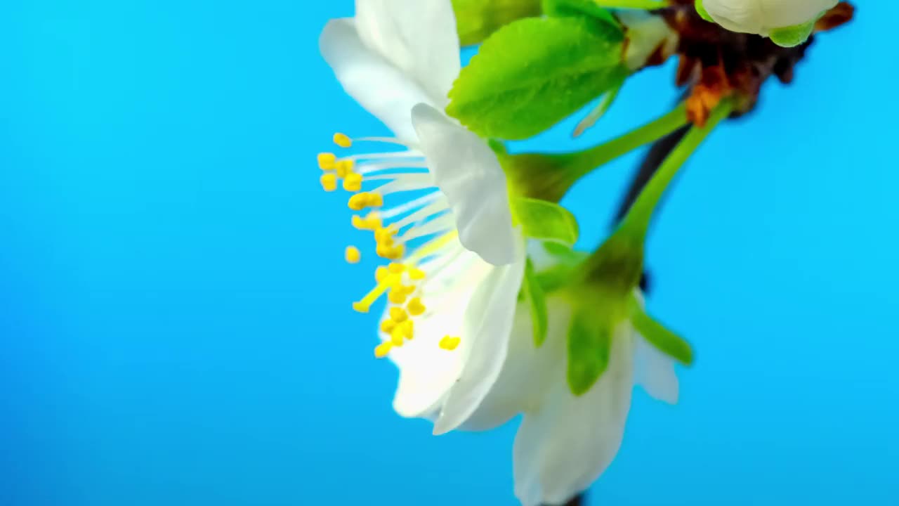 4k延时拍摄的梅树花朵绽放，缩小并在蓝色背景上生长。盛开的小白李花。视频下载