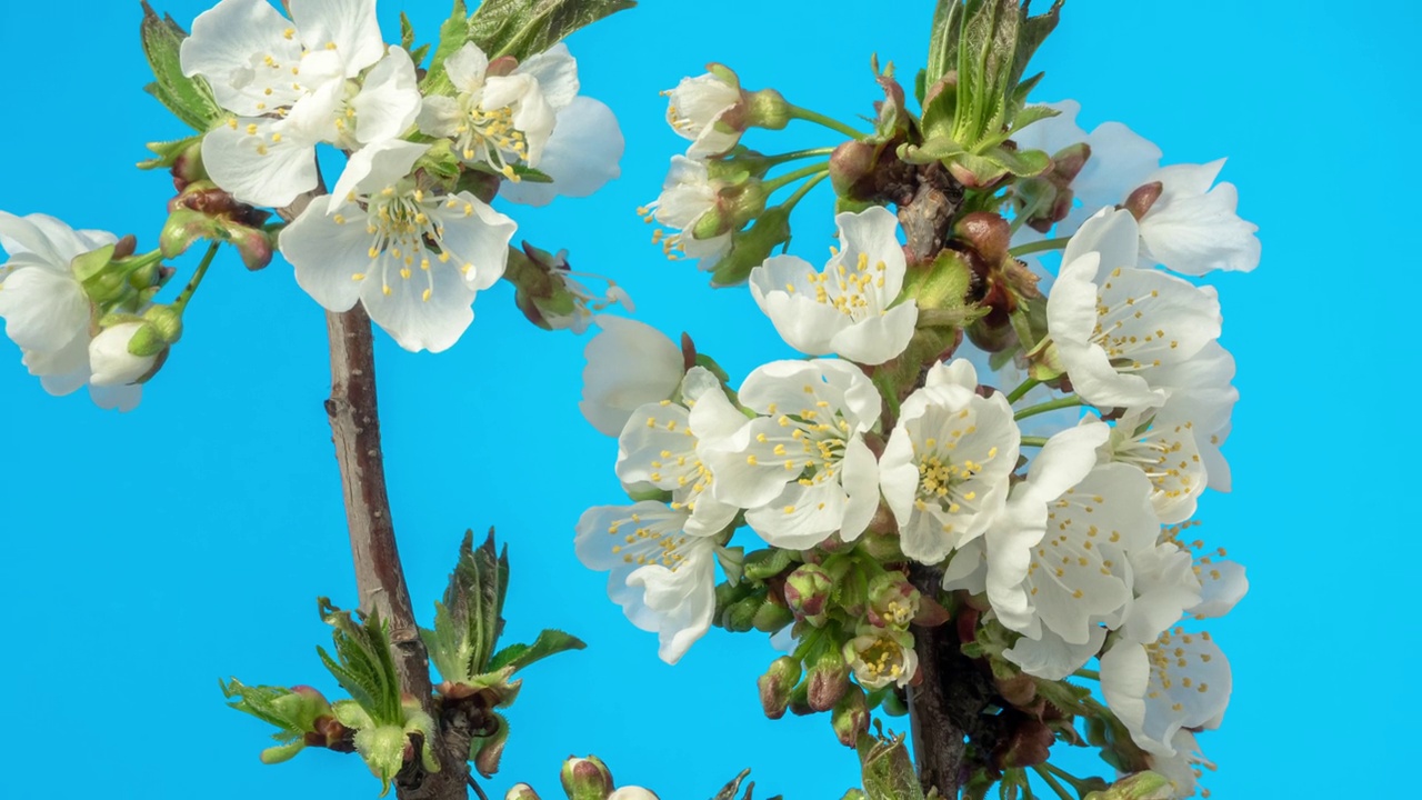 4k延时的甜樱桃树花开花，生长和缩小在一个蓝色的背景。盛开的小白李花。视频下载