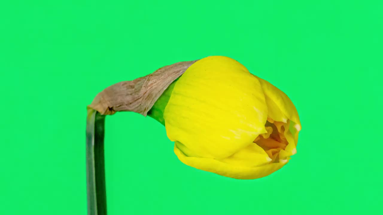 野生水仙花盛开的绿色背景在4K延时缩放电影。水仙花在动人的时光流逝中绽放和盛开。视频下载