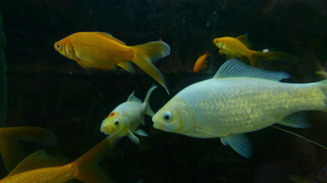 五颜六色的鱼在4k慢动作120帧/秒的鱼缸里平静地游泳视频下载